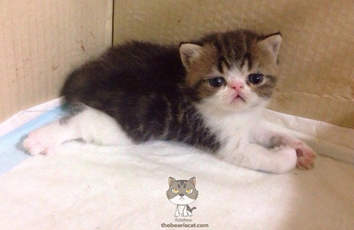 พี่หมี แมว exotic shorthair ไม่ถึงขวบ